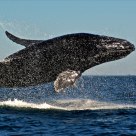 Jumping Whale